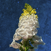 Buy canvas prints of  White Foxglove flowers on texture by Robert Gipson