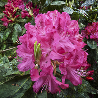 Buy canvas prints of   Rhododendron flower bloom with texture. by Robert Gipson