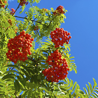 Buy canvas prints of   Rowan tree  with red berries by Robert Gipson
