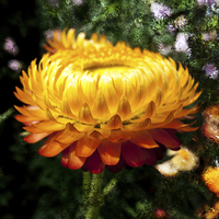 Buy canvas prints of Xerochrysum bracteatum, Flower with added texture by Robert Gipson