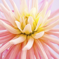 Buy canvas prints of  A summer Dahlia flower by Robert Gipson
