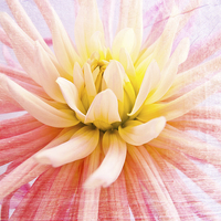 Buy canvas prints of   A summer Dahlia flower on wood texture by Robert Gipson
