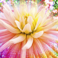 Buy canvas prints of    A summer Dahlia flower on vivid background by Robert Gipson