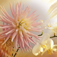 Buy canvas prints of   A summer Dahlia flower with Orchids on texture by Robert Gipson
