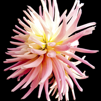 Buy canvas prints of  Pink Dahlia flower on black by Robert Gipson