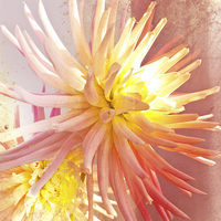 Buy canvas prints of    A summer Dahlia flower with added  texture by Robert Gipson