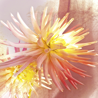 Buy canvas prints of     A summer Dahlia flower with added  texture by Robert Gipson