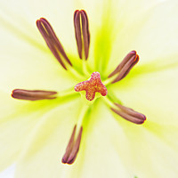 Buy canvas prints of Lily flower close up. by Robert Gipson
