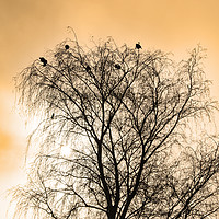 Buy canvas prints of Sepia Roosting birds by Robert Gipson