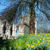 Buy canvas prints of Spring in York Museum Gardens by Robert Gipson