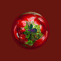 Buy canvas prints of  Butterfly Globe with red berries. by Robert Gipson
