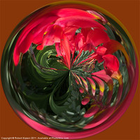 Buy canvas prints of Spherical Paperweight Flowers and colours by Robert Gipson