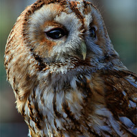 Buy canvas prints of Tawny Owl - Strix Aluco Canvas & Prints by Keith Towers Canvases & Prints