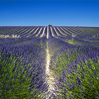 Buy canvas prints of Lavander fields by Andy Wager