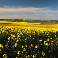 Buy canvas prints of Dorchester Rapeseed by Daniel Bristow