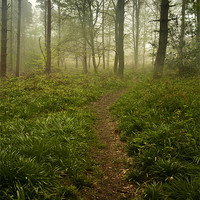 Buy canvas prints of Black Down Woods by Daniel Bristow