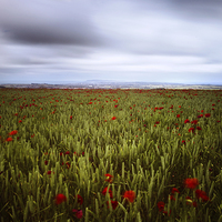 Buy canvas prints of Weymouth Poppies by Daniel Bristow
