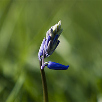 Buy canvas prints of BlueBell by Daniel Bristow