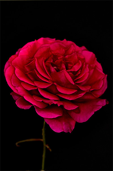 Dark Pink Rose Black Background Picture Board by Steve Purnell