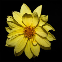 Buy canvas prints of Yellow Dahlia by Steve Purnell