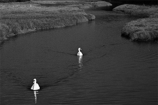 Two Swans Mono Picture Board by Steve Purnell