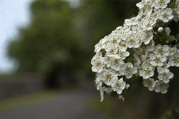 Hawthorn Blossom Picture Board by Steve Purnell