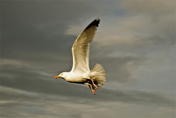 Herring Gull (Larus Argentatus) Picture Board by Steve Purnell