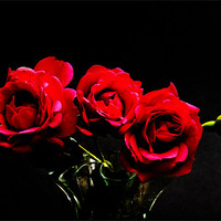 Buy canvas prints of Darkened Pink Roses by Steve Purnell
