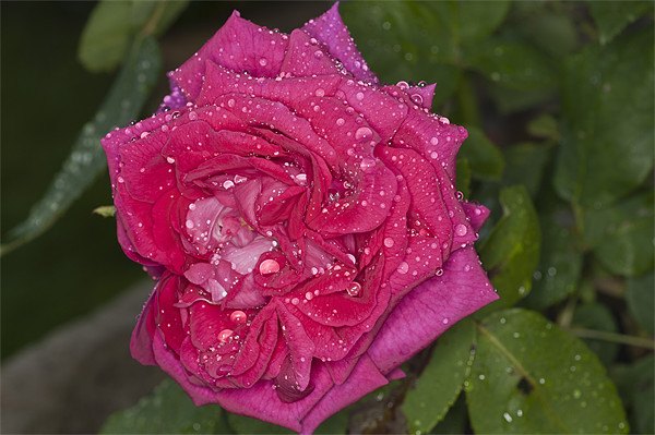 Pink Rose, Dawn Cussons Raindrops Picture Board by Steve Purnell