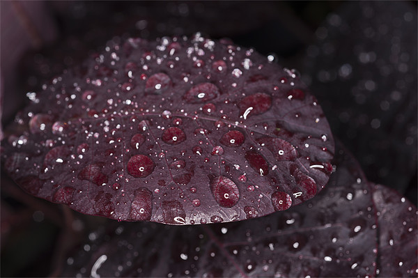 Raindrops on leaf Picture Board by Steve Purnell