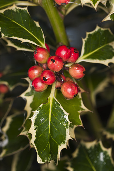 Holly and berries Picture Board by Steve Purnell