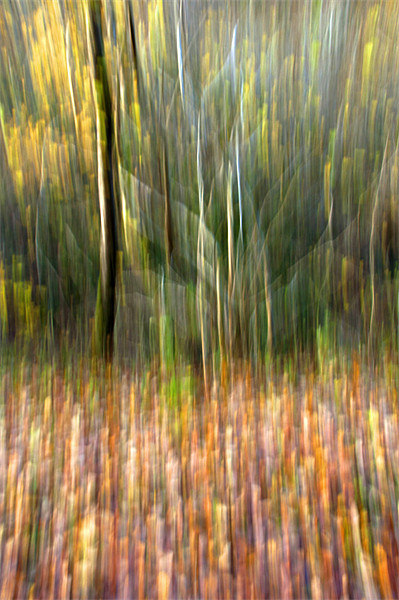 Autumn Tree Abstract Picture Board by Steve Purnell