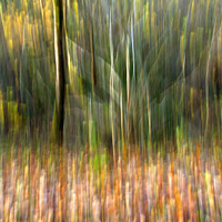 Buy canvas prints of Autumn Tree Abstract by Steve Purnell