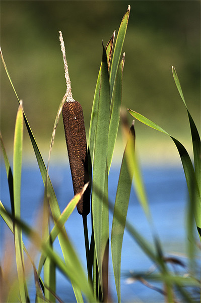 Bulrush Picture Board by Steve Purnell