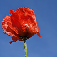 Buy canvas prints of Poppy by Steve Purnell
