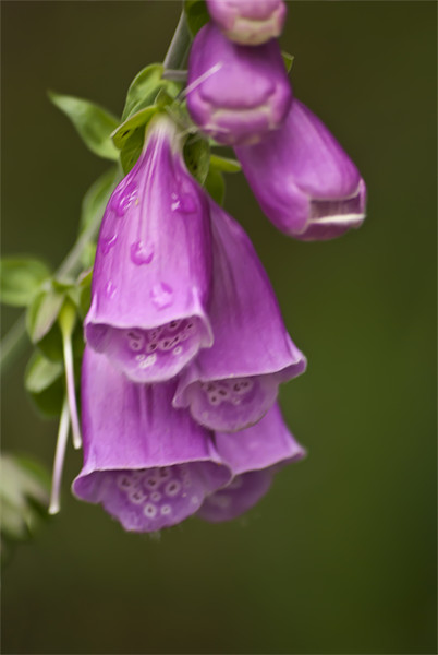 Foxgloves Picture Board by Steve Purnell