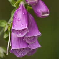 Buy canvas prints of Foxgloves by Steve Purnell