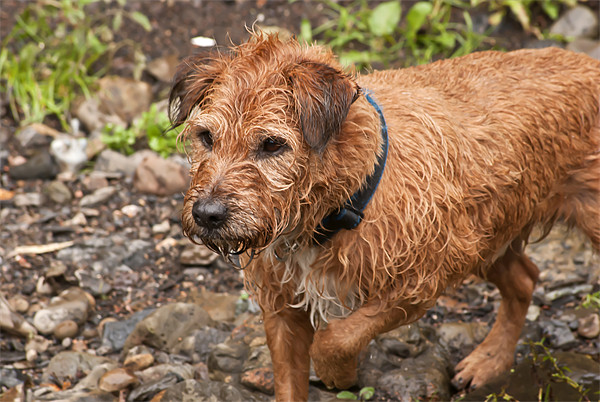 Wet Dog Picture Board by Steve Purnell