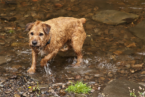Wet Dog Picture Board by Steve Purnell