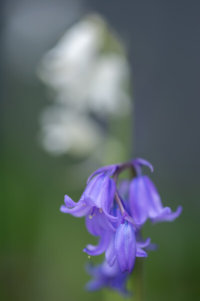 Enchanting Bluebell Symphony Picture Board by Steve Purnell
