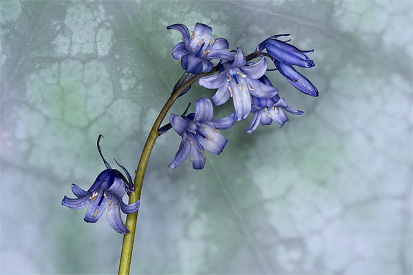Bluebell with texture Picture Board by Steve Purnell