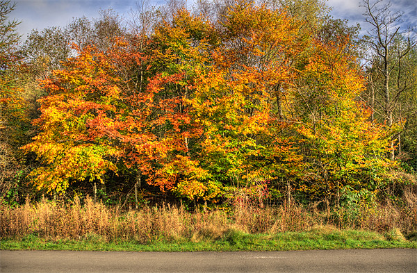 Autumn Picture Board by Steve Purnell