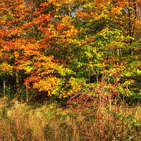 Buy canvas prints of Autumn by Steve Purnell