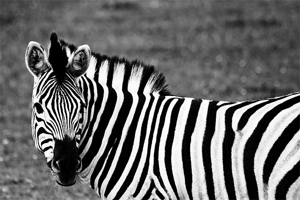 Damara Zebra Picture Board by Steve Purnell