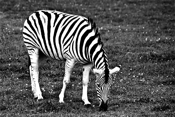 Majestic Damara Zebra in Monochrome Picture Board by Steve Purnell
