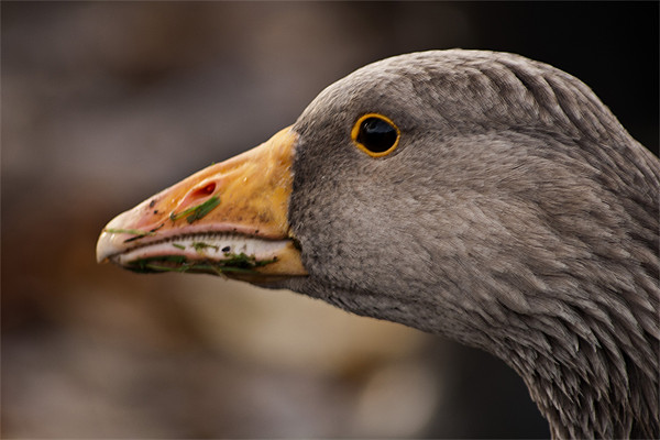 Greylag Goose Anser Anser Picture Board by Steve Purnell
