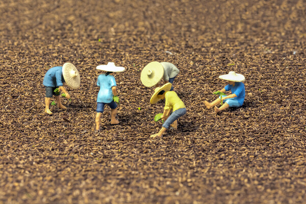 The Magical World of Tiny Rice Farmers Picture Board by Steve Purnell