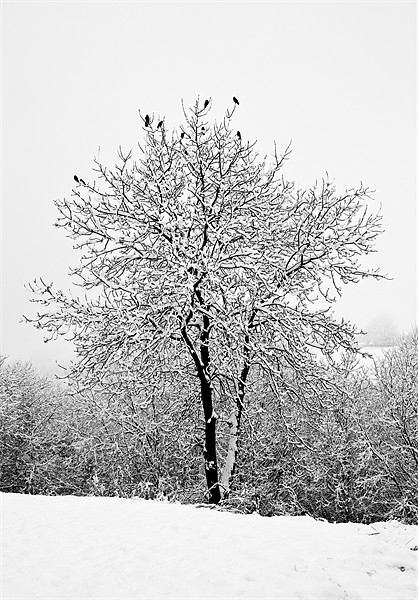 Jackdaws in a snowy tree Picture Board by Steve Purnell