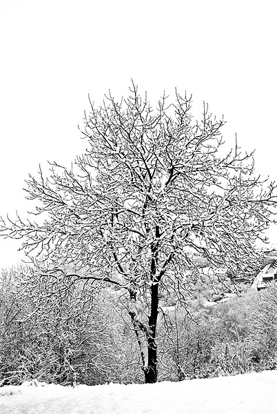 Snowy tree Picture Board by Steve Purnell