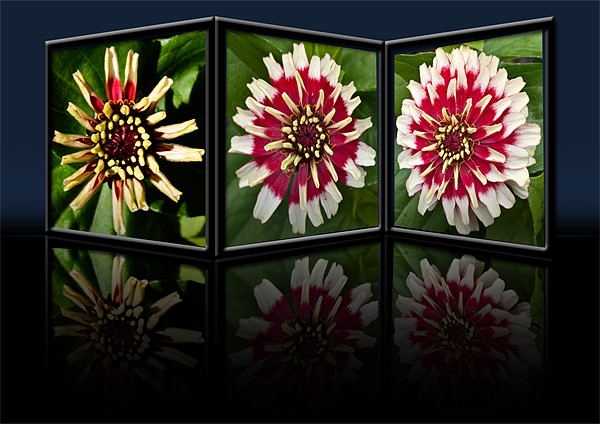 Life of a Zinnia Picture Board by Steve Purnell